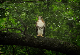 Tompkins Square red-tailed hawk fledgling