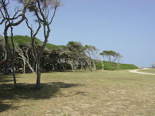 live oak grove at fort fisher, nc