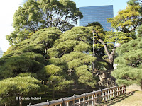 300-year old pine, view from the path - Hama-Rikyu Garden, Tokyo, Japan