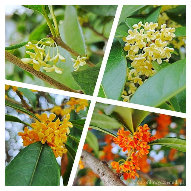 Osmanthus fragrans kwiaty zastosowanie właściwości smak zapach sweet osmanthus wończa w Chinach herbata kawa kwiatowa co to za roślina krzew po polsku jak smakuje wygląda pachnie rośnie gdzie