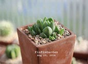 http://finfingarden.blogspot.com/2014/12/haworthia-cymbiformis-cactus-succulent.html