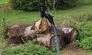 Cocker spaniel on training lead standing on fallen tree, illustrating dog training challenges.