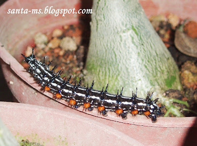 CRITTER CATERPILLAR CREEPY-CRAWLY