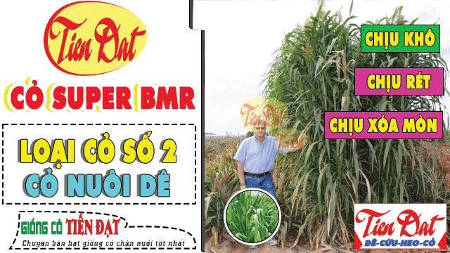 Loại cỏ nuôi dê năng suất chính là cỏ super BMR