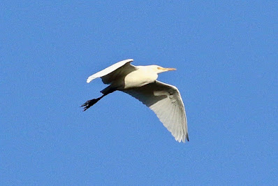 "Great Egret - Ardea alba, rare probably vagrant seen in winter. Flying gracefully in the Abu sky."