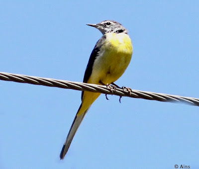 "A Gray Wagtail (Motacilla cinerea) perched on a cable overlooking a flowing stream, showcasing its distinctive gray plumage and elegant posture."