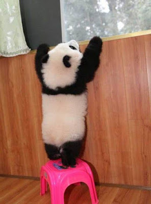 Imagen osito panda tratando de ver por la ventana 