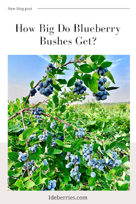 How Big Do Blueberry Bushes Get