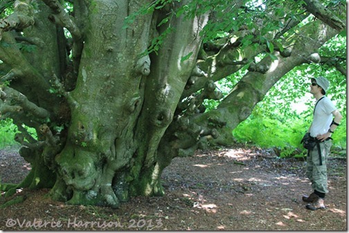 6-big-tree