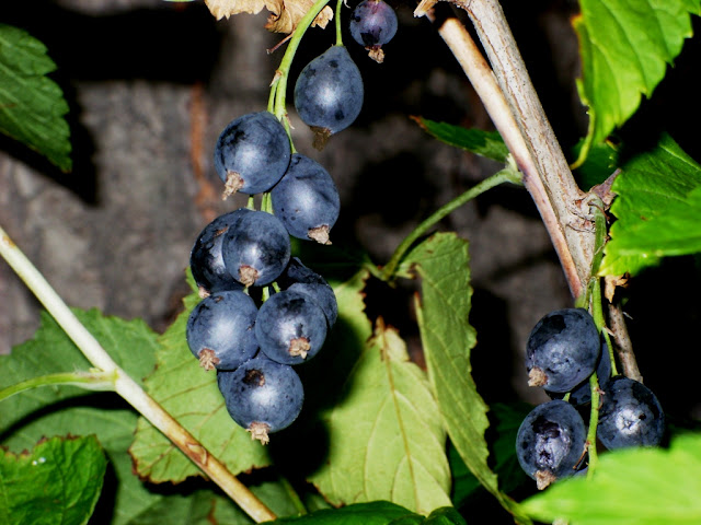 Смородина дикуша (Ribes dikuscha)