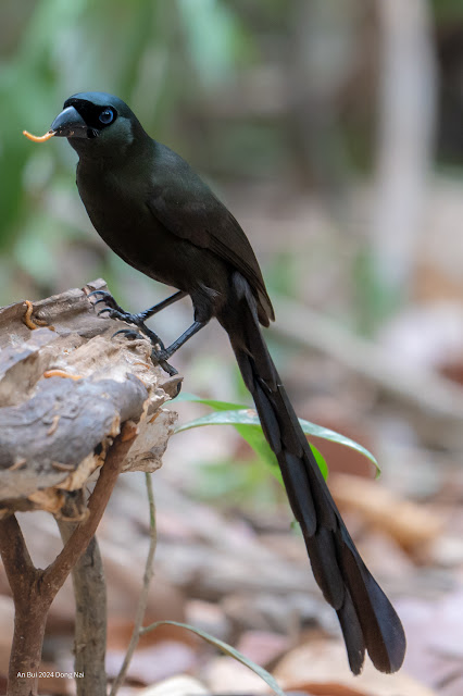 An Bui 2024 Dong Nai - Racket Tailed Treepie (Chim Khách, Chim Đuôi Vợt)