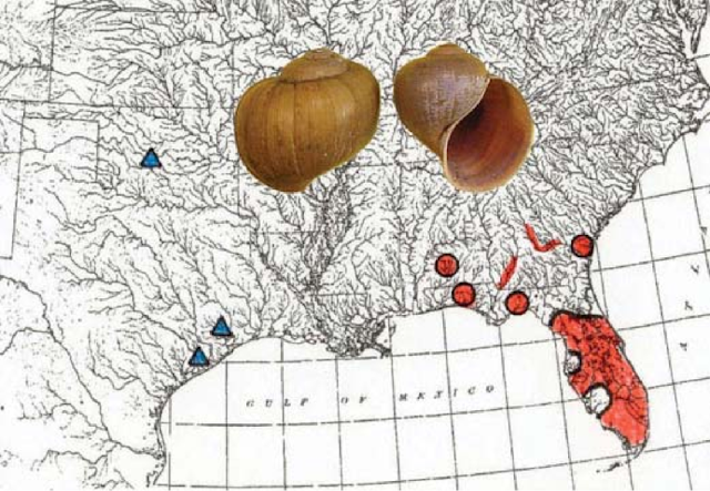 Florida Apple snail range