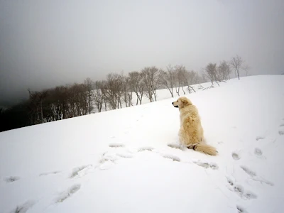 山頂の犬