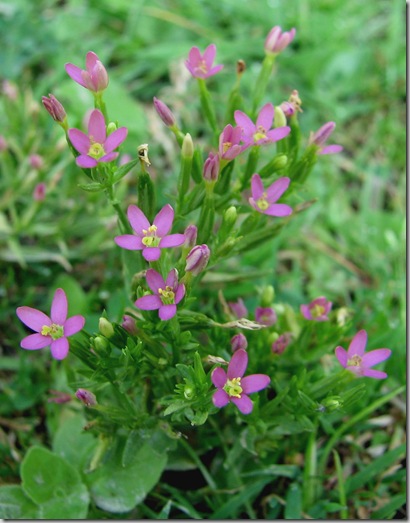 20090810 BHW Centaurium pulchellum