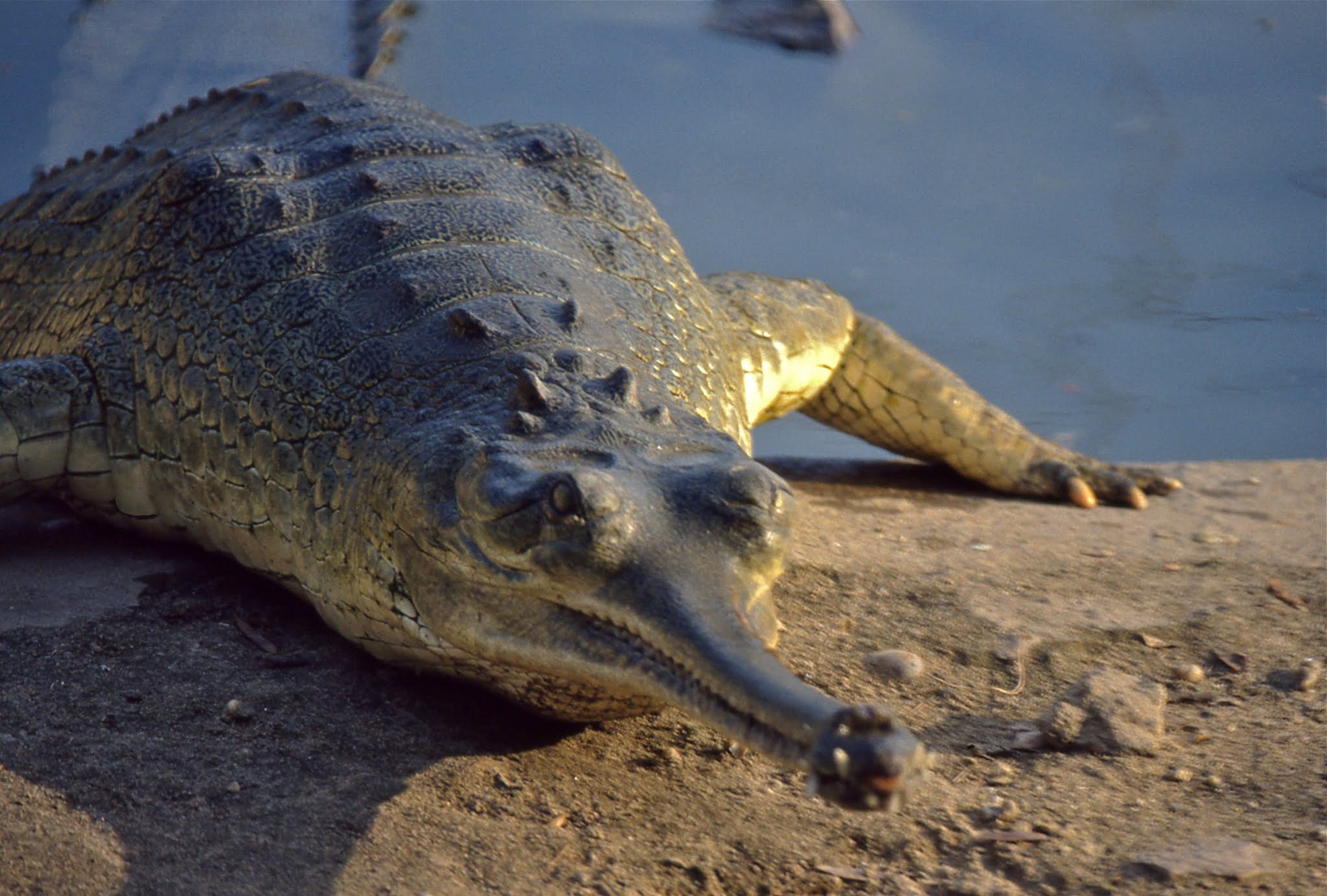 About Gharial, Reptile With Giant Narrow Snout