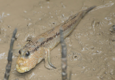 Giant Mudskipper (Periophthalmodon schlosseri)