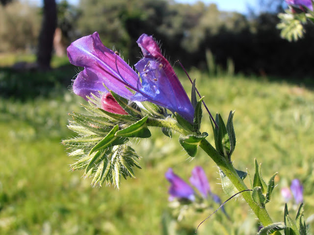 VIBORERA: Echium plantagineum