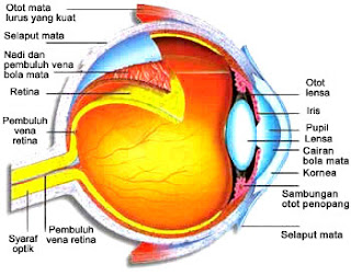 bagian mata