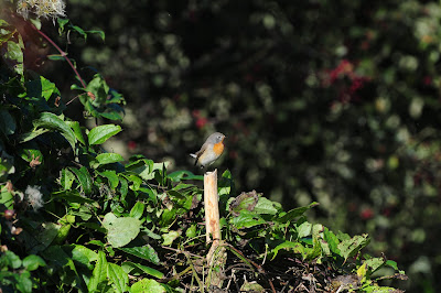 Red-Breasted Flycatcher at Beachy Head