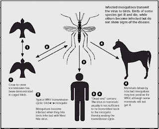 flaviviridae family, flavivirus, infections with flaviviridae, flaviviridae structure, medical definition flaviviridae, flaviviridae pronunciation