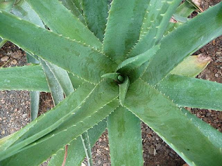 Aloe Vera Para Rosacea