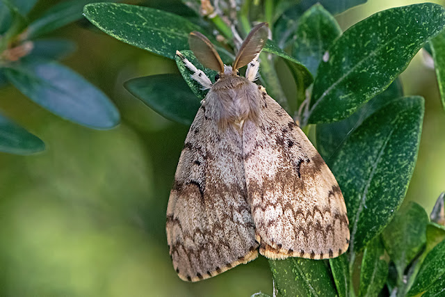 Lymantria dispar the Gypsy Moth