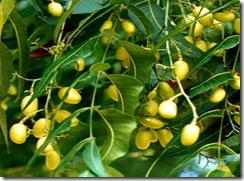 neemfruta