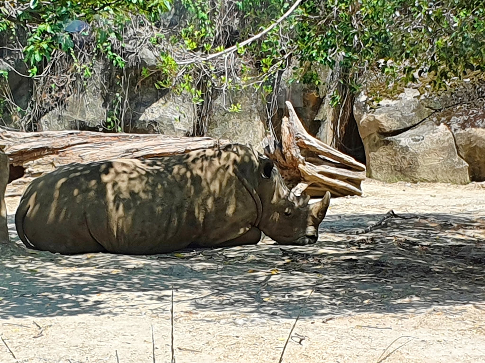 台北捷運親子旅遊木柵動物園心得評價