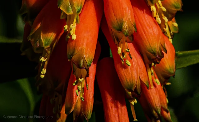 Wildflower Arnhem Milnerton Copyright Vernon Chalmers