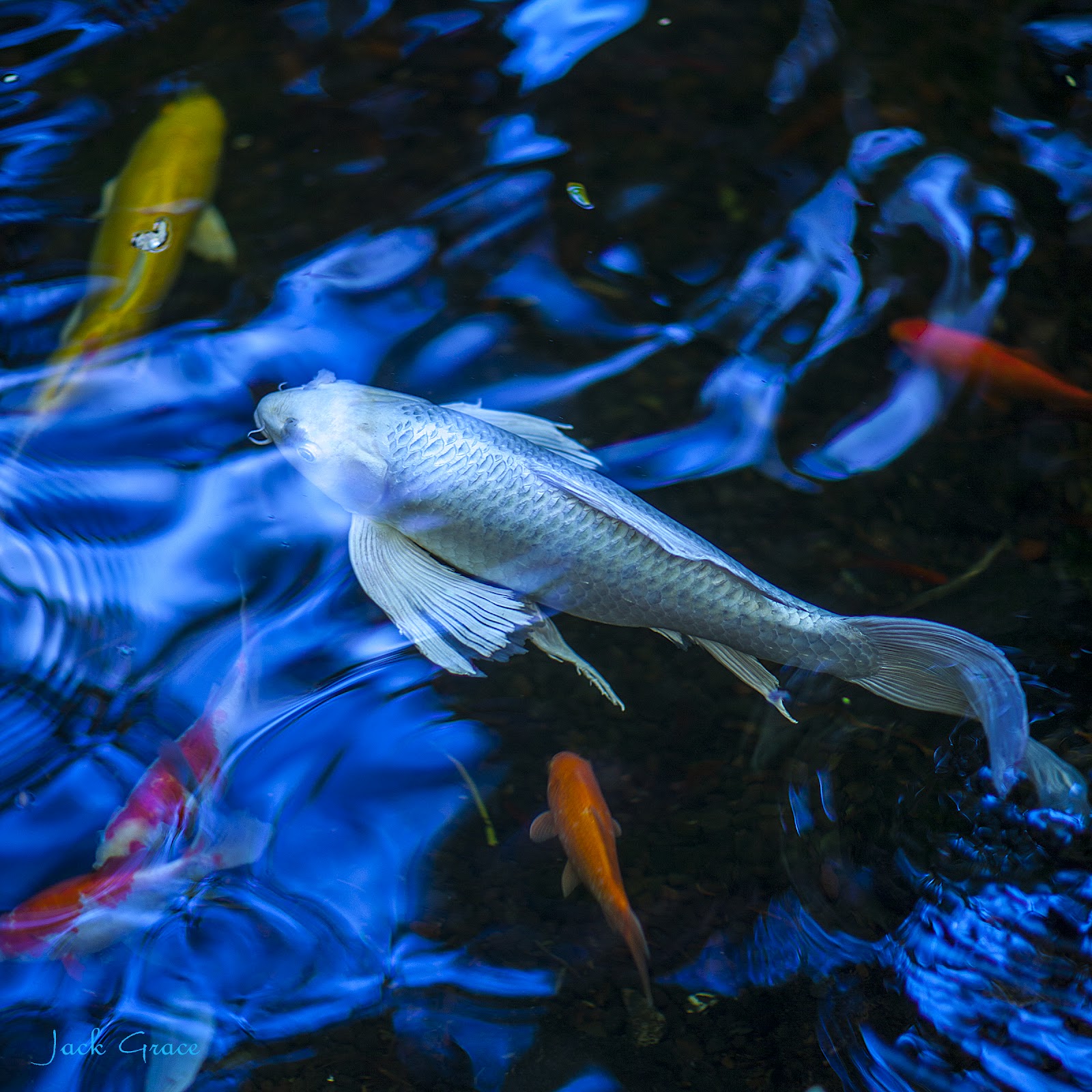 Butterfly white koi Fish  pet Koi  Pets