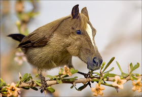 Animales increíbles V (13 Fotomontajes en Photoshop)