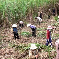 Sugar output to far exceed demand in 2012-13 despite poor rains: Isma