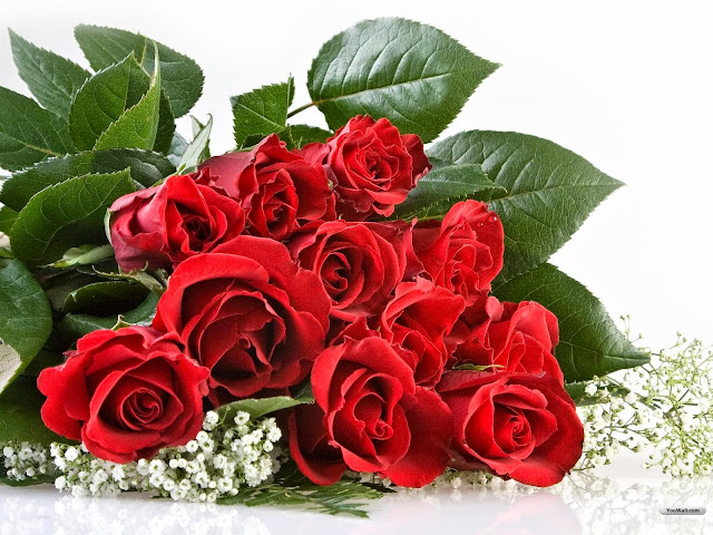 beautiful red rose wallpapers