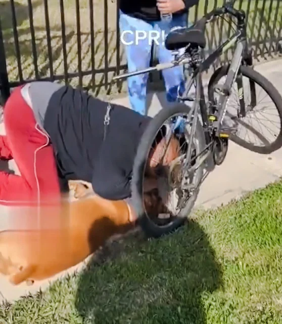 Man gives CPR to dog on sidewalk and saves life. Dog leash attached to bike.