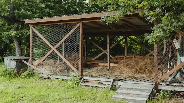 Where to Think About When Building a Chicken Coop
