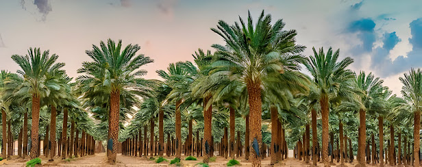 أنواع أشجار النخيل المناسبة لدول الخليج