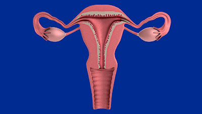 Carlos Enrique-Identifican alteraciones menstruales causadas por la vacuna contra el Covid-19