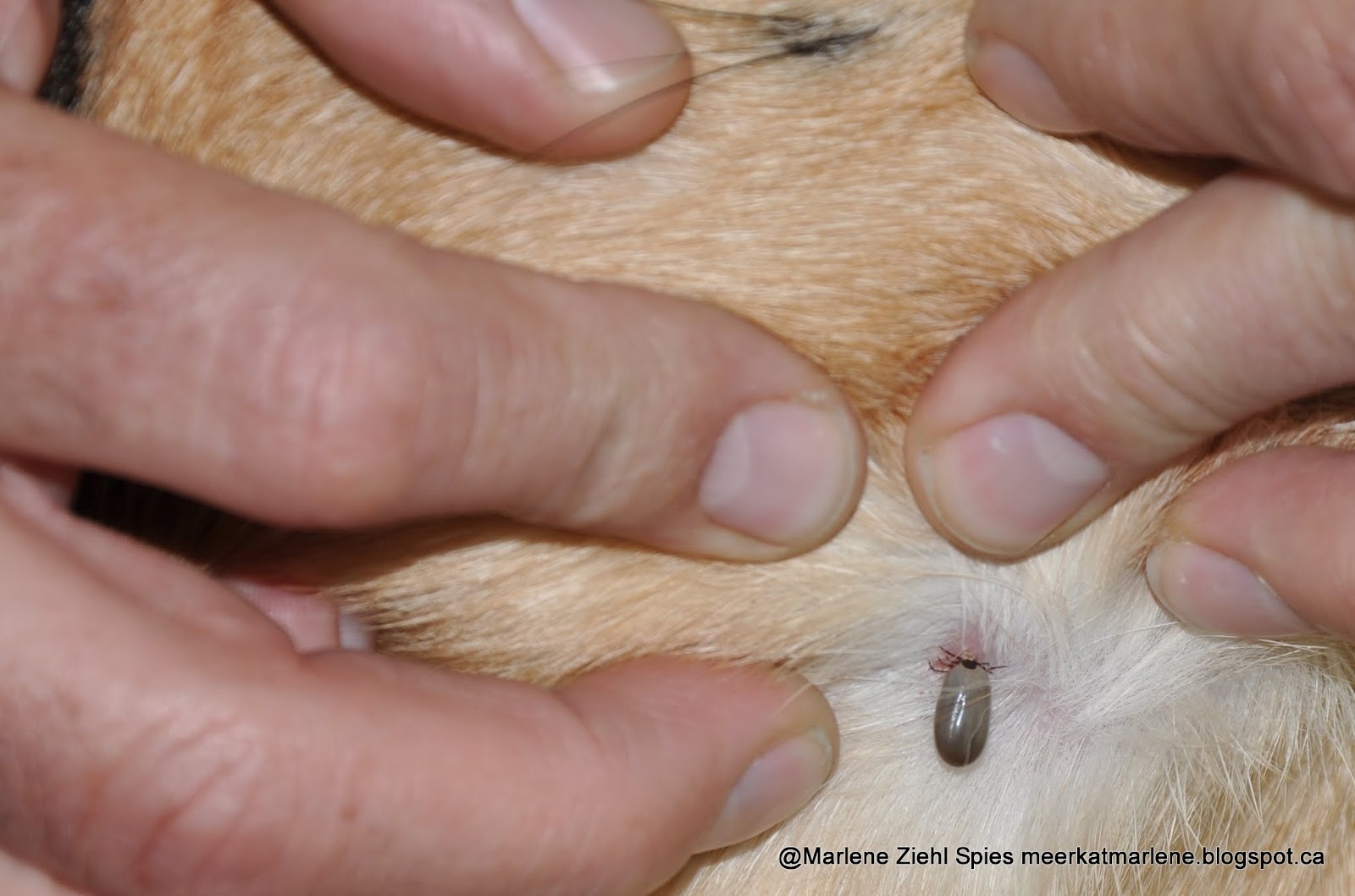 Meerkat's Hope Removing a tick off a dog this morning