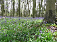 Bluebells