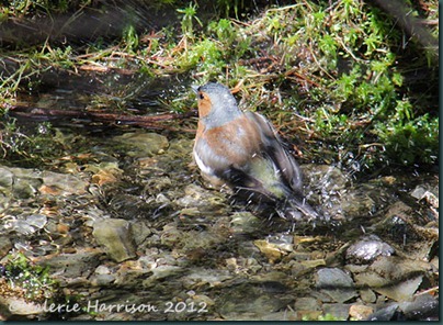 10-bathing-chaffinch