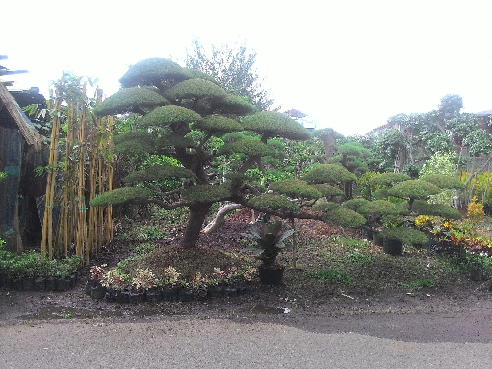 TUKANG POHON BERINGIN KOREA  TUKANG POHON BONSAI CEMARA 