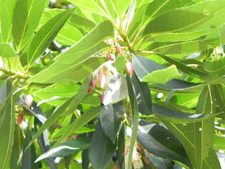 Anyang-anyang (Elaeocarpus grandiflorus J.Sm,)