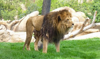 Bioparc Valencia.