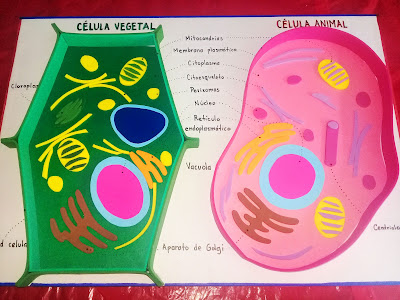 maqueta-celula-model-cell
