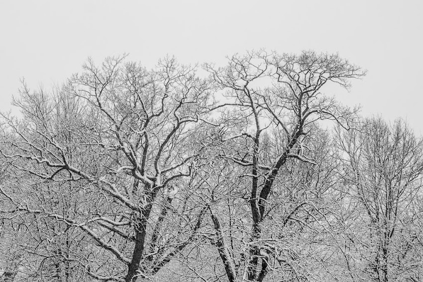 Portland, Maine Winter Snow Deering Oaks Park January 2014 Photo by Corey Templeton