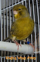 Green Canary Bird