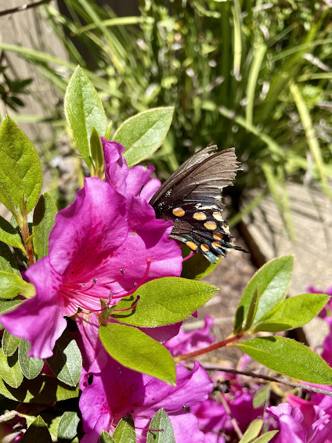 A butterfly in an azalea flower