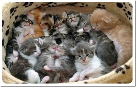 GATOS DIVERTIDOS (16)