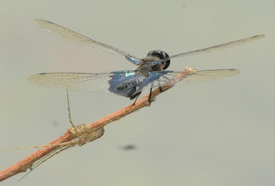 Sapphire Flutterer (Rhyothemis triangularis)