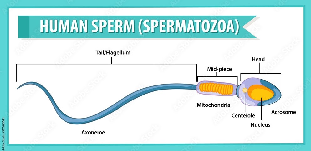 Amateur Sperm